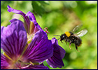 La Capitale, Chap. 12 : L'abeille et le verger